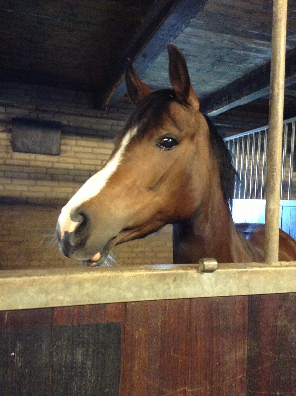 DSP Lundgaards Friday billede 17