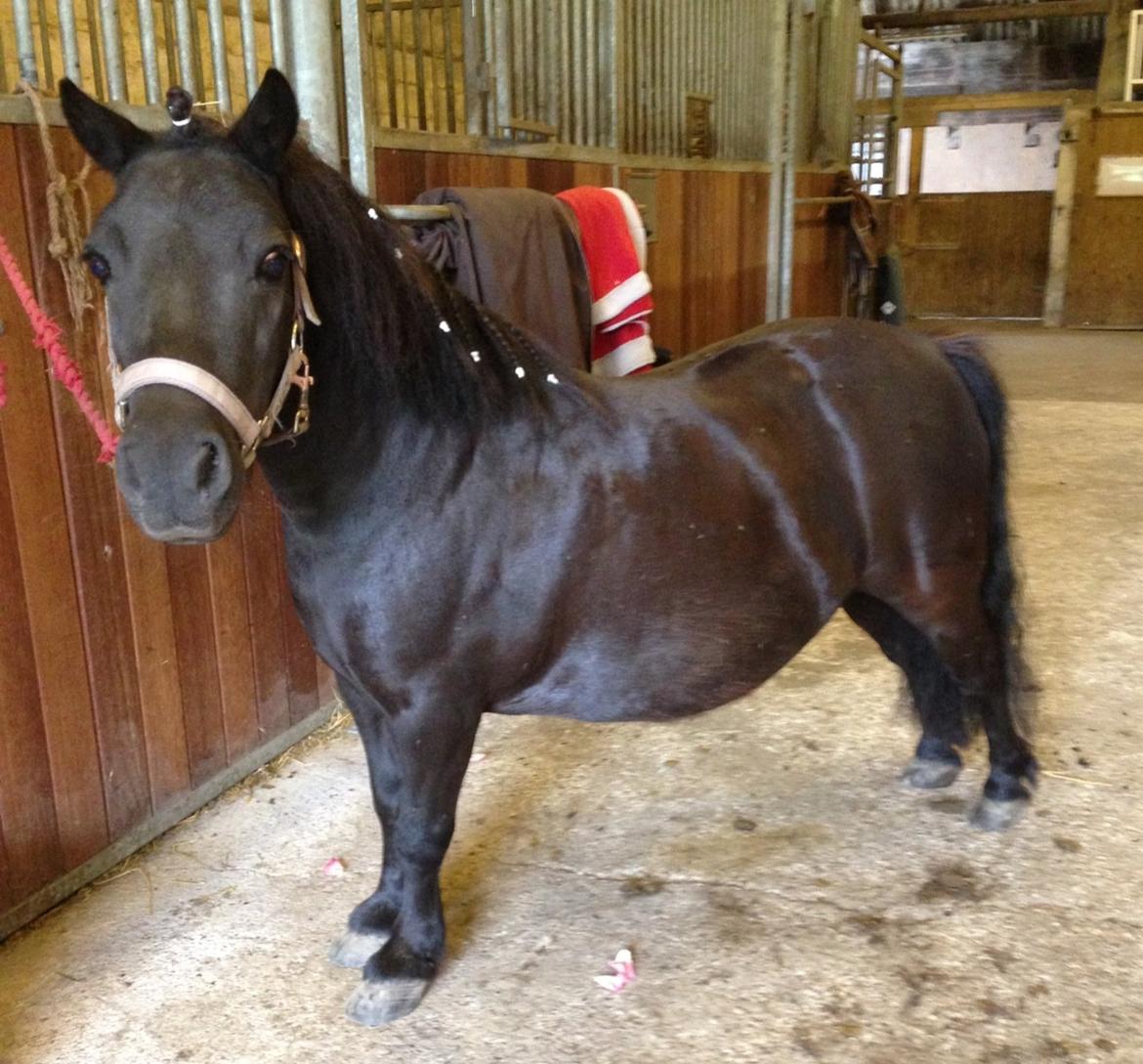Shetlænder Rikke  - på staldgangen. billede 4