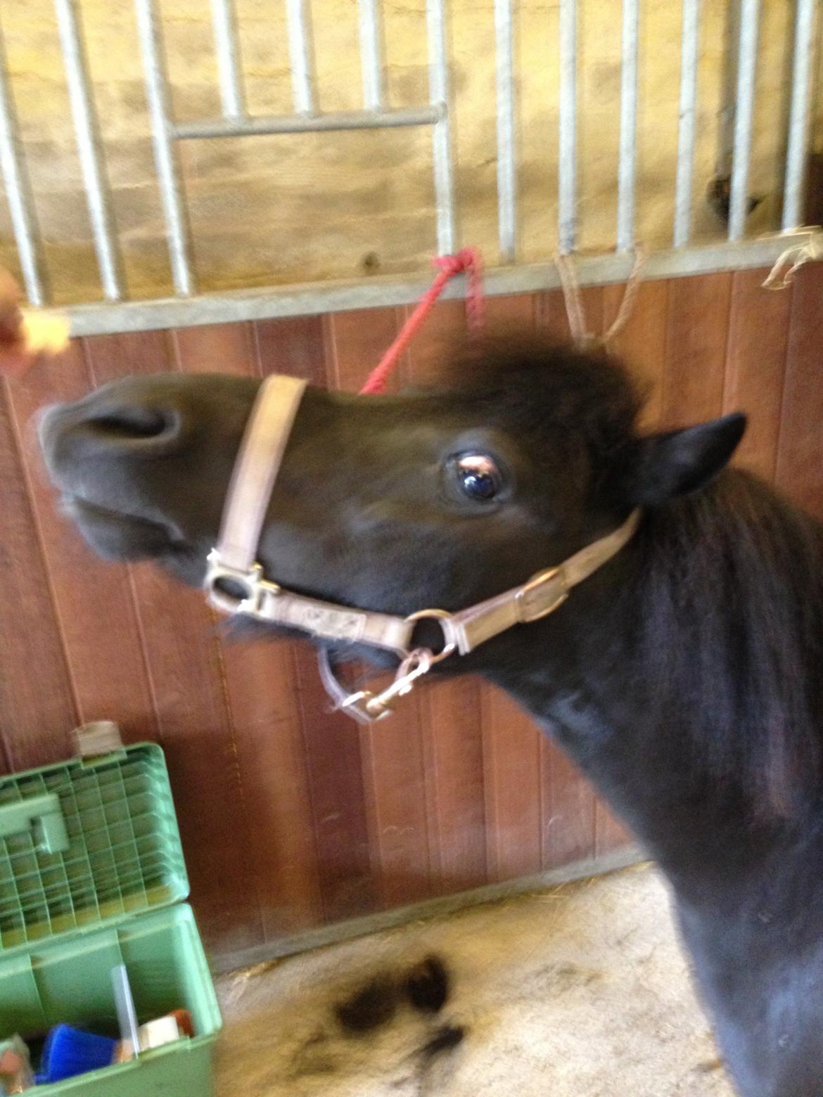 Shetlænder Rikke  - charme, selvtilid, og lækkert hår.<3
 billede 5