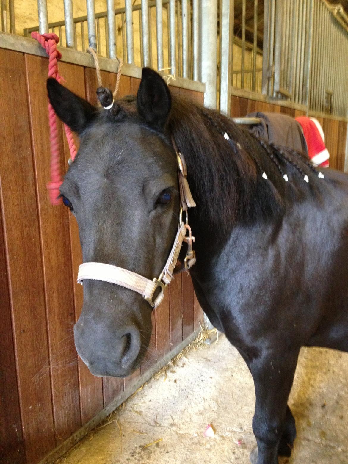 Shetlænder Rikke  - stalden.
 billede 6