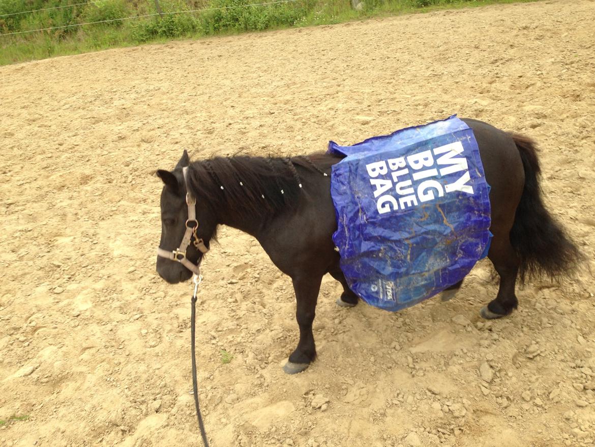 Shetlænder Rikke  - seje pony<3
 billede 7