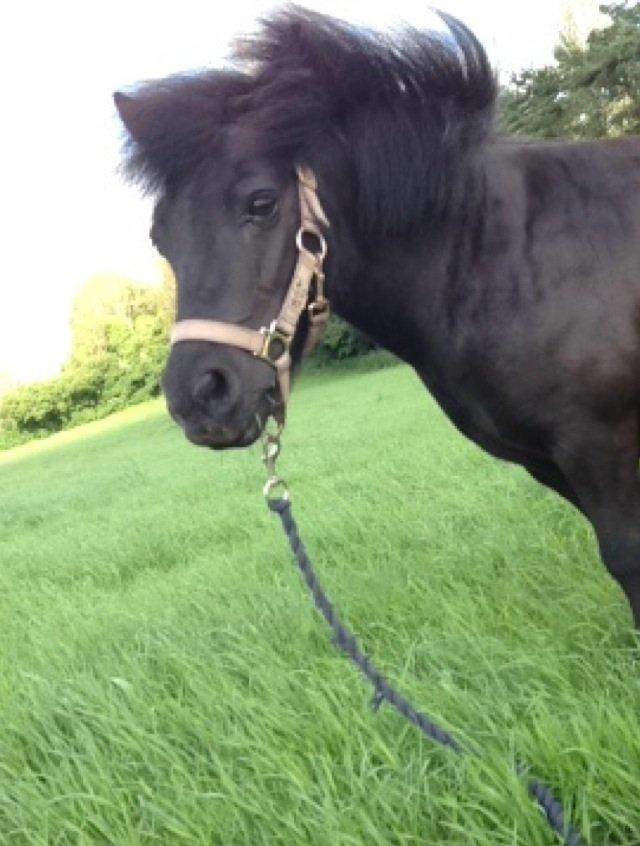 Shetlænder Rikke  - Farveeel:)
Smid gerne en bedømmelse og kommentar til os/hende:) billede 19