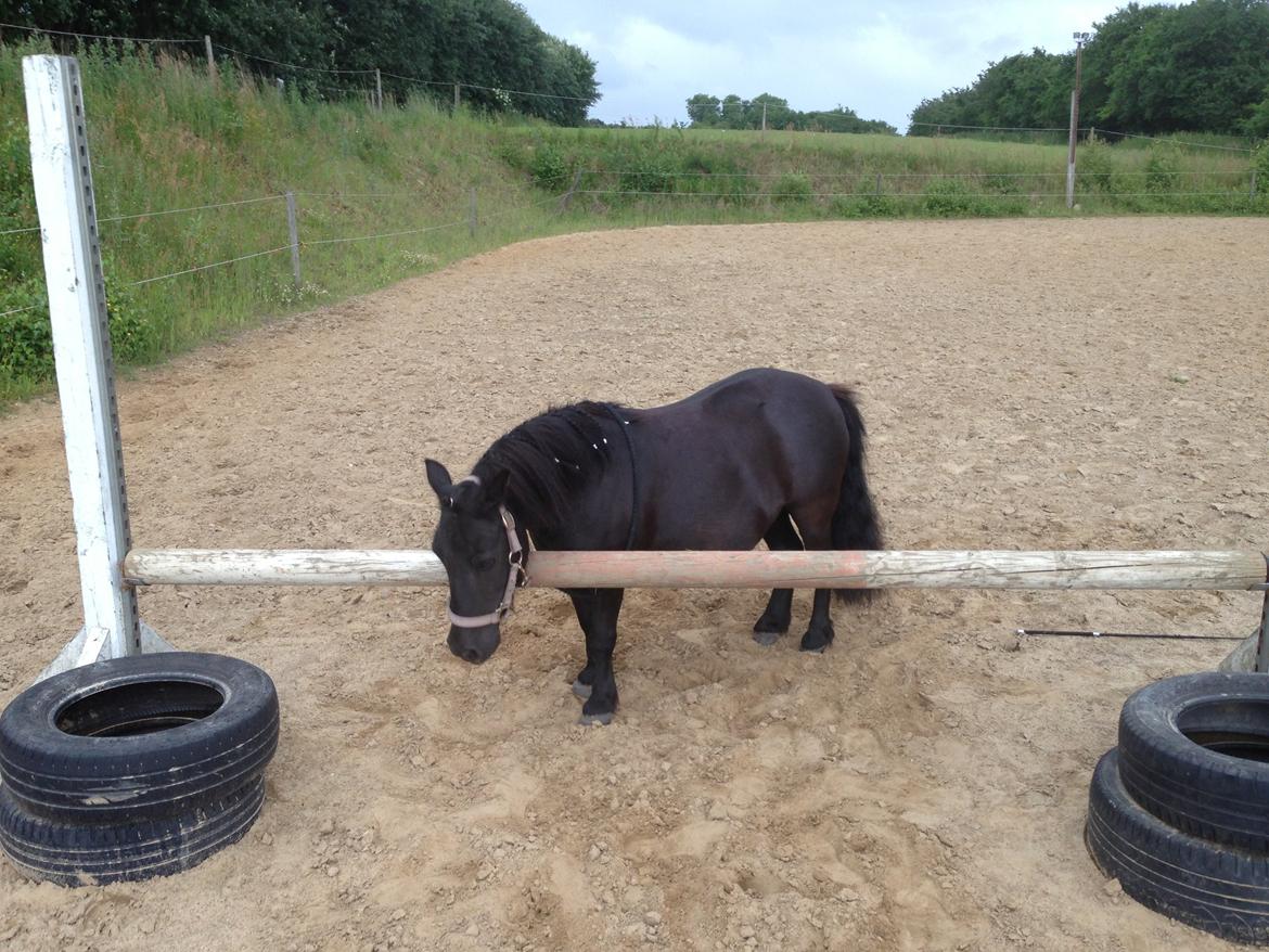Shetlænder Rikke  - så højt har hun sprunget.
(65cm) billede 8