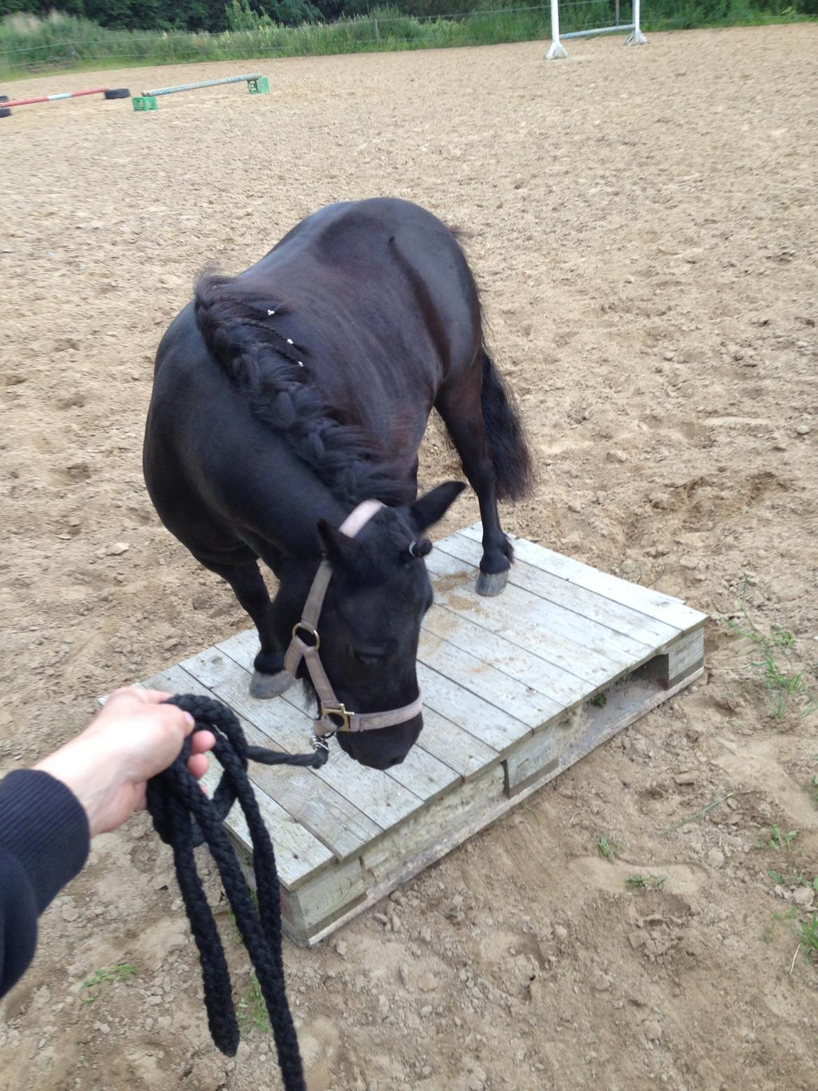 Shetlænder Rikke  - øver øvelser:) billede 9