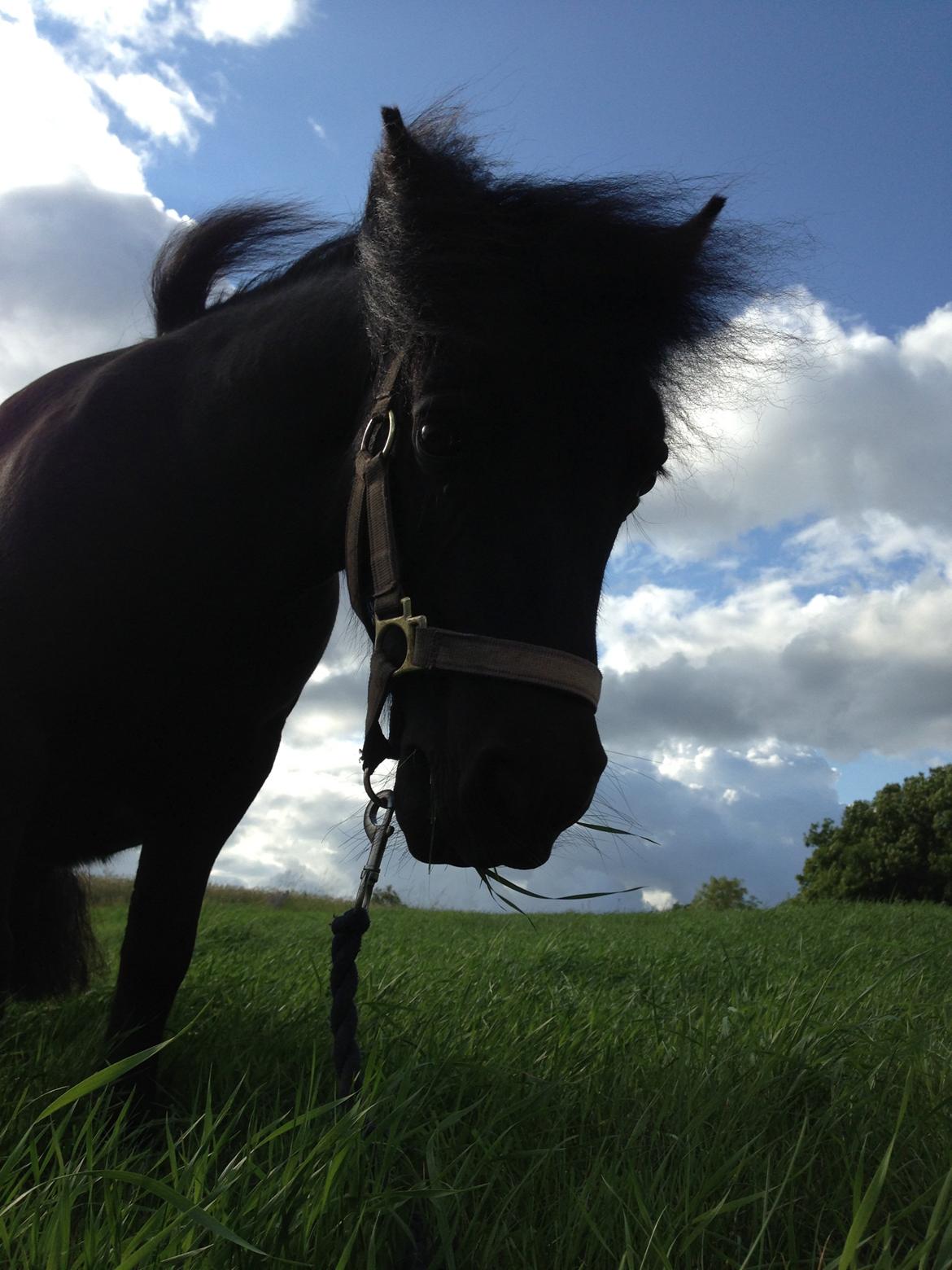 Shetlænder Rikke  - dine øjne siger alt<3
 billede 10