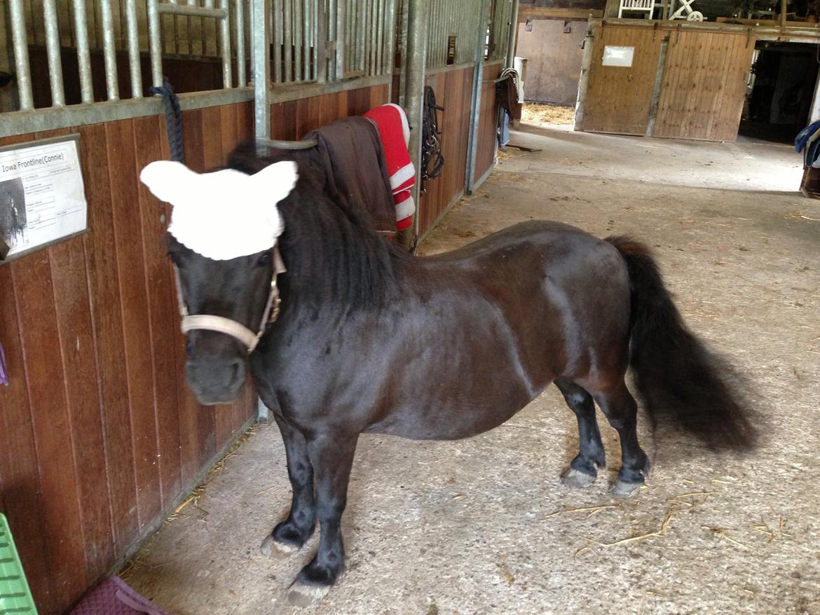 Shetlænder Rikke  - hygge på staldgangen. billede 11