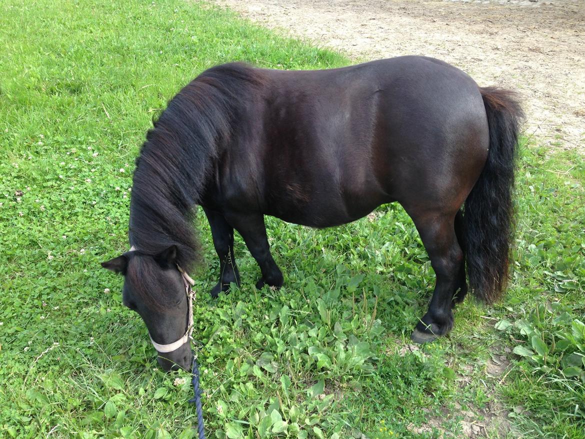 Shetlænder Rikke  - hygge<3
 billede 13