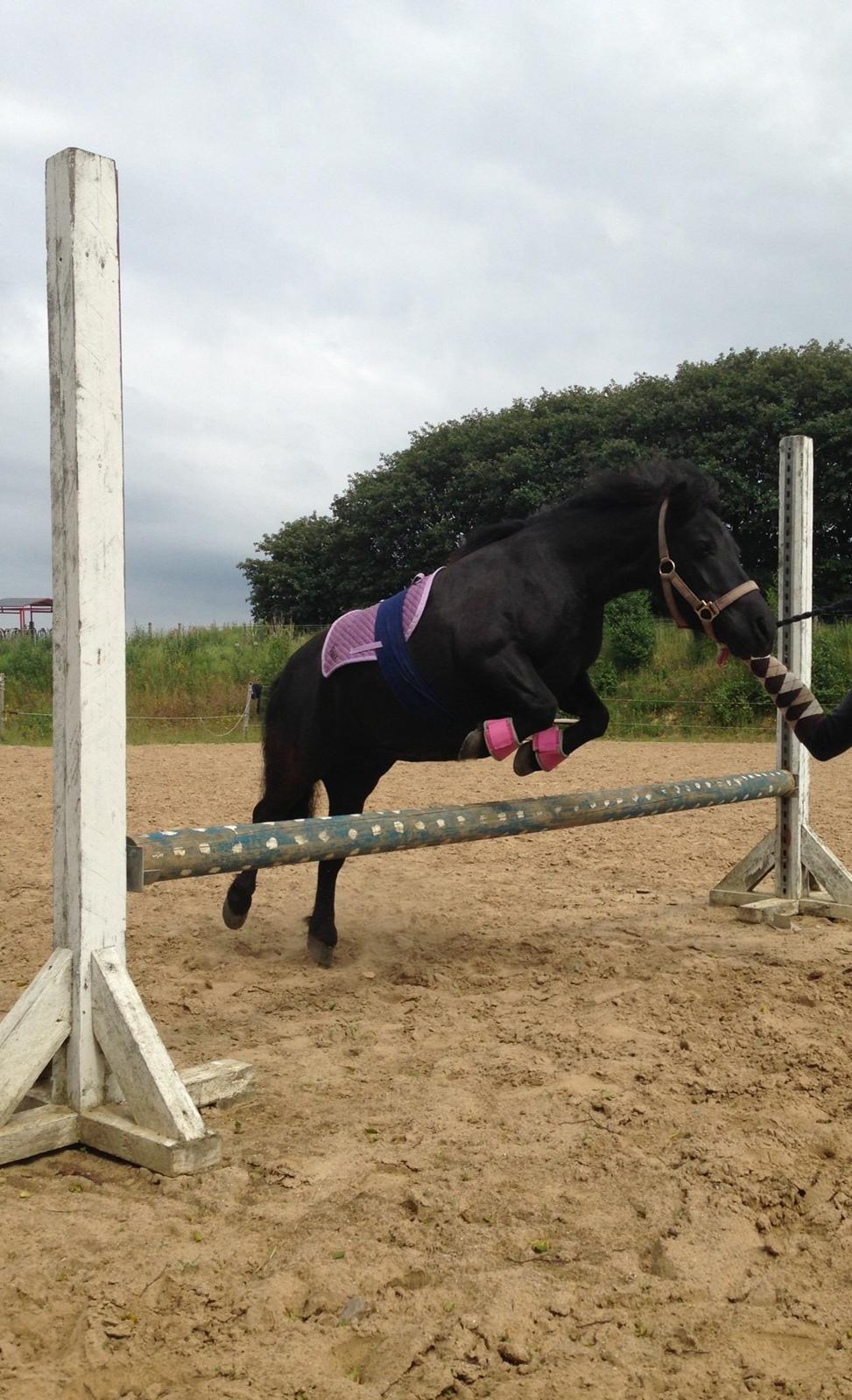 Shetlænder Rikke  - prinsessen springer så godt<3 billede 3