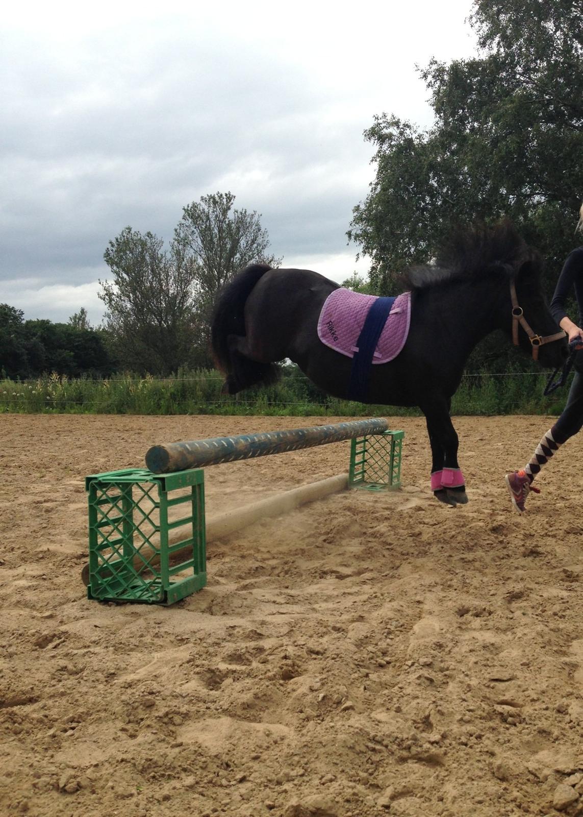 Shetlænder Rikke  - sej pony<3 billede 15