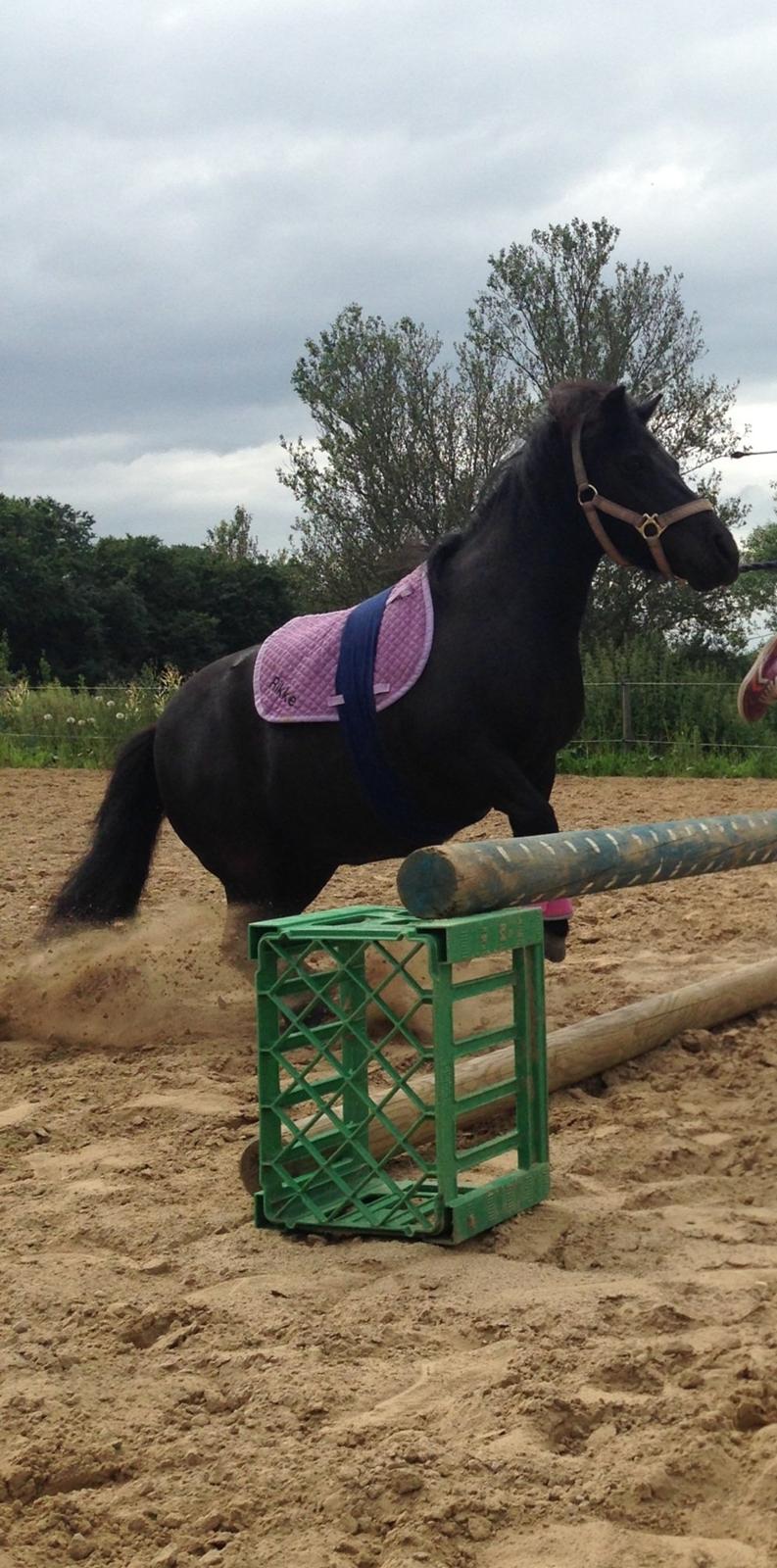 Shetlænder Rikke  - springer ca. 40-50 stykker<3 billede 16