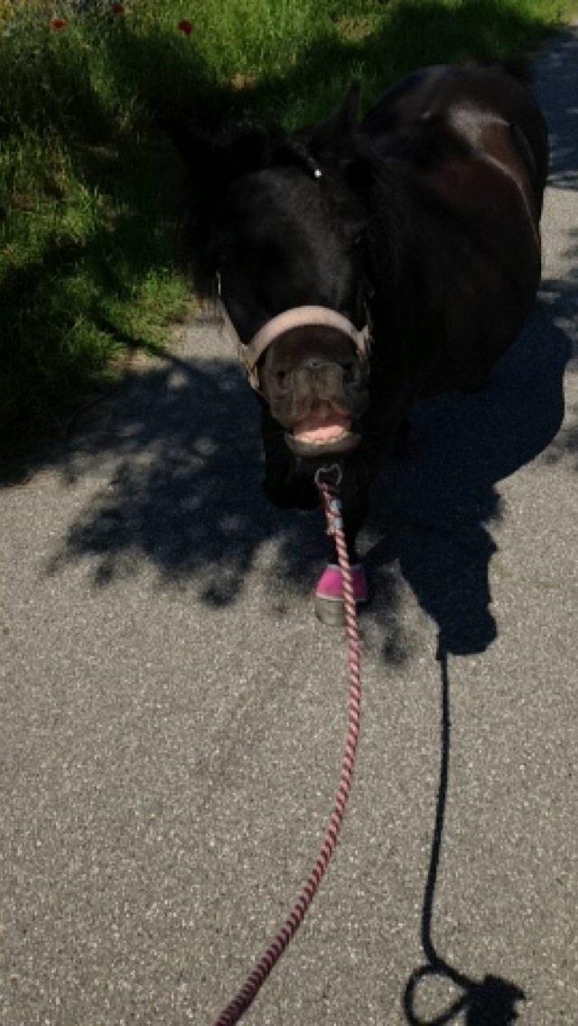 Shetlænder Rikke  - SMIIIIL til fotografen:D billede 14