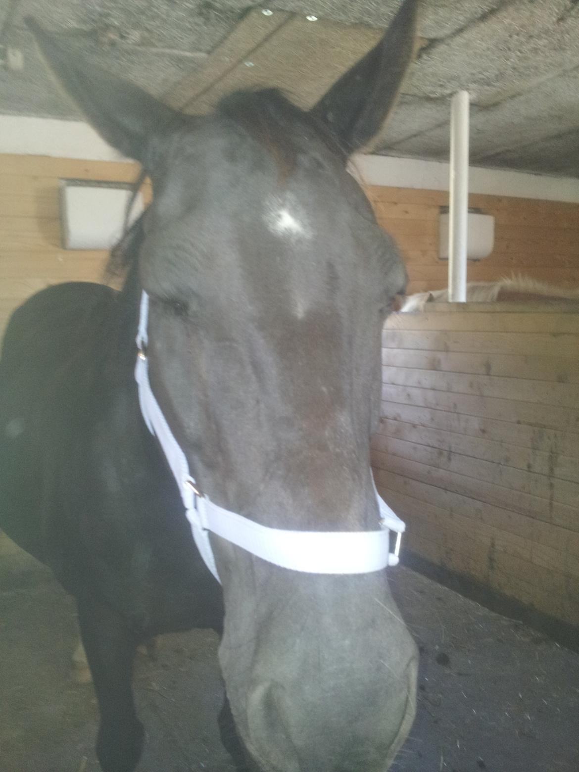 Dansk Varmblod little joke - sommer hygger før ridening billede 9