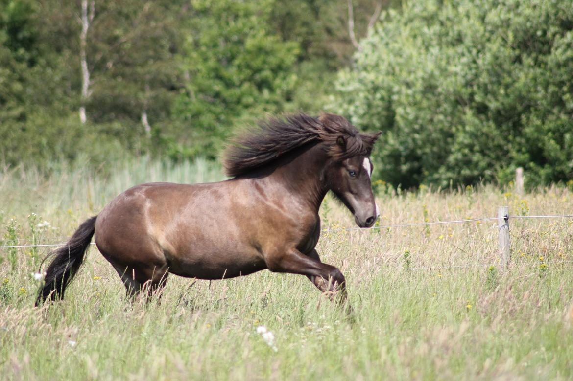Islænder Villirós fra Vang billede 13