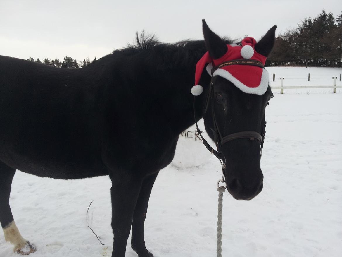 Dansk Varmblod little joke billede 2