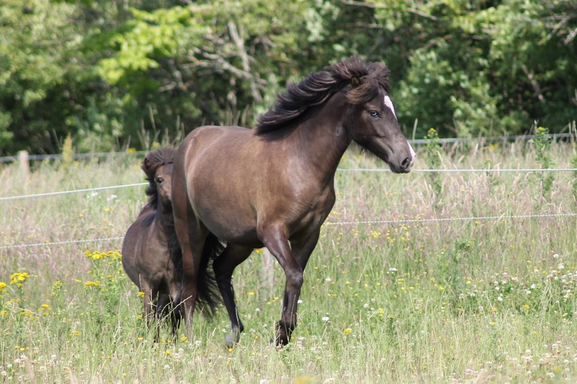 Islænder Villirós fra Vang billede 19