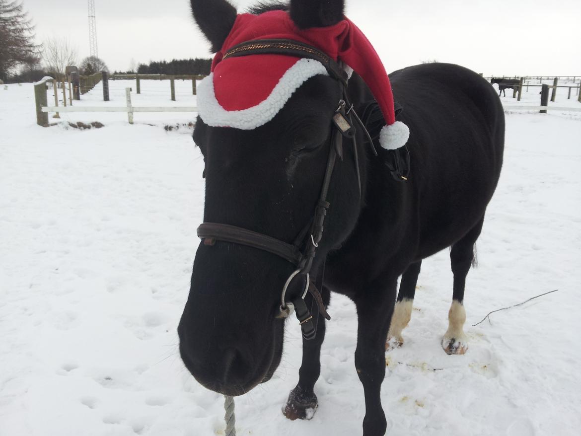 Dansk Varmblod little joke - lidt jule hygge efter ridening  billede 1