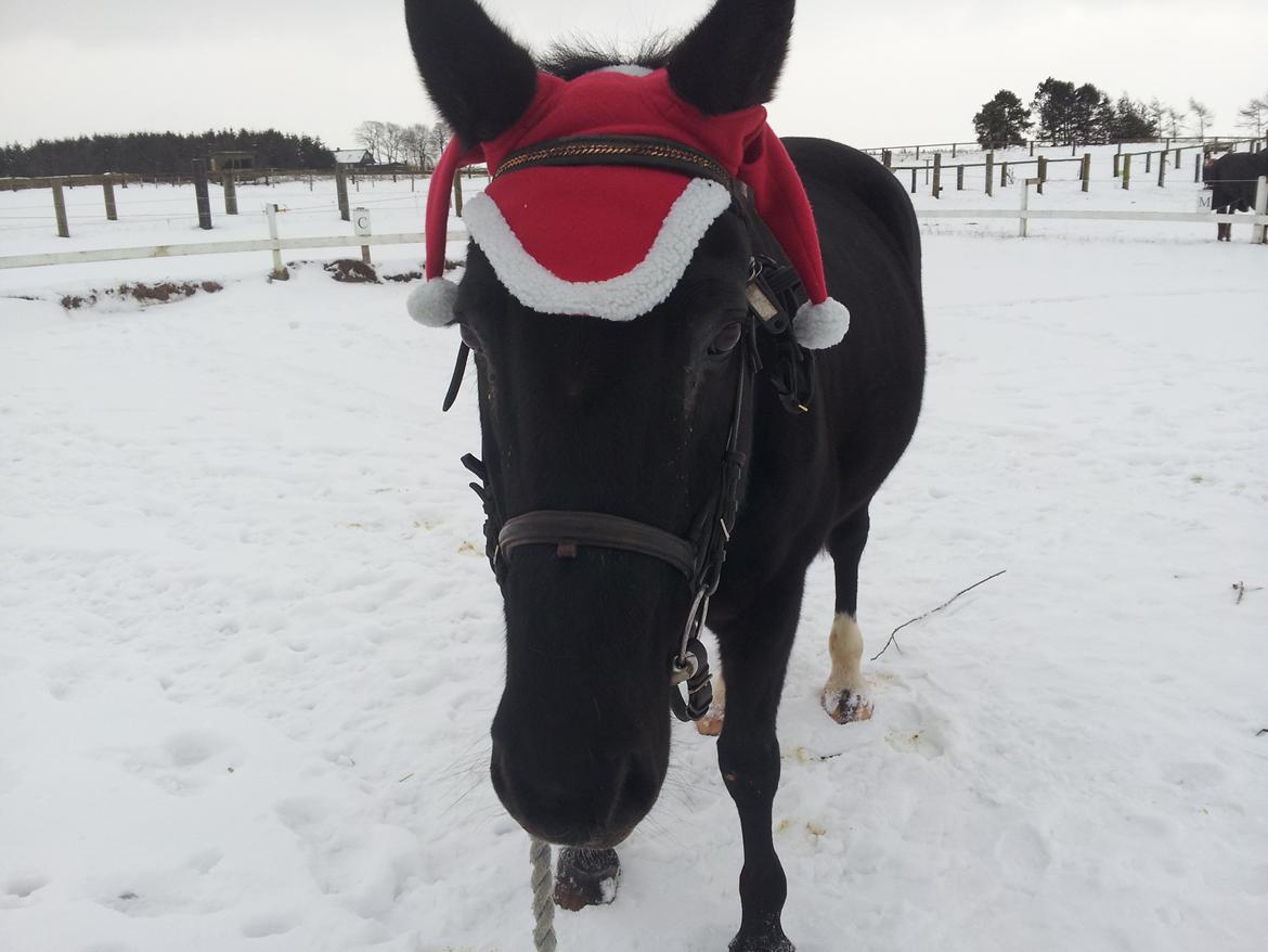 Dansk Varmblod little joke billede 3