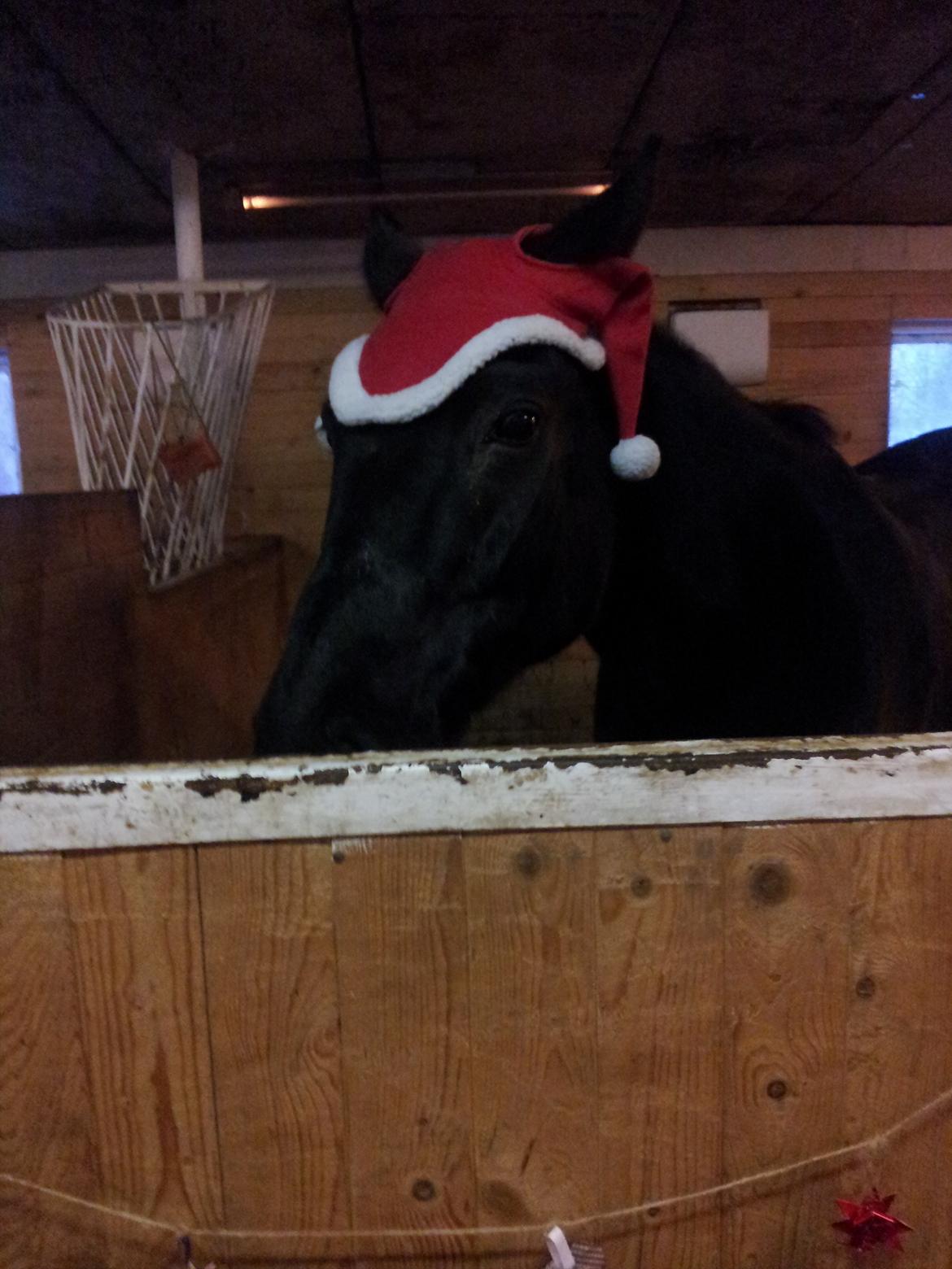 Dansk Varmblod little joke billede 5