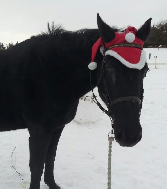 Dansk Varmblod little joke billede 6