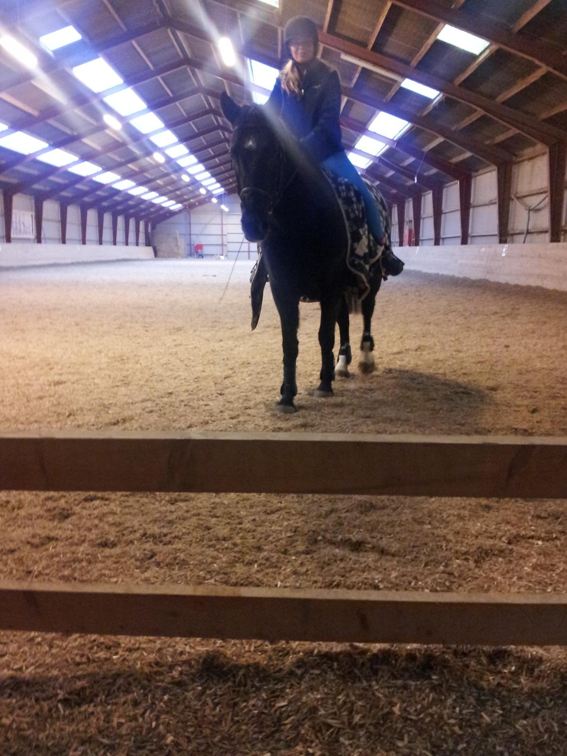 Dansk Varmblod little joke - skritter af efter en hygge time billede 7