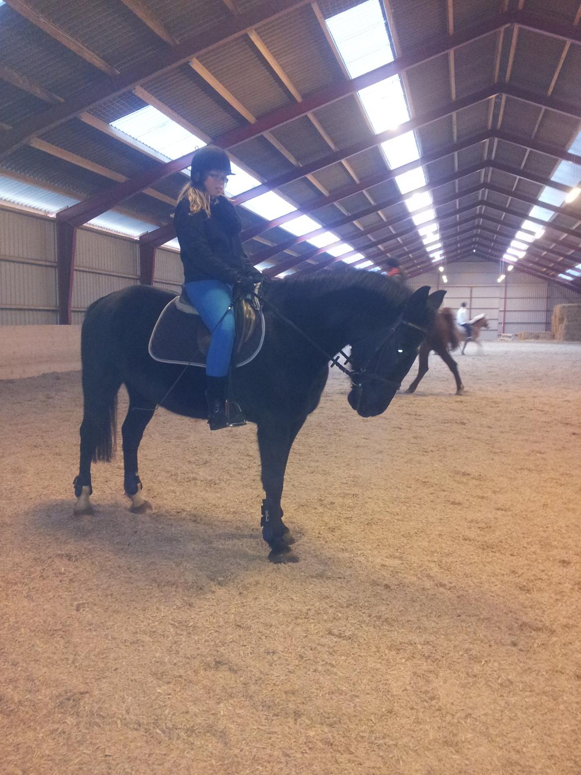 Dansk Varmblod little joke - første gang hun gik ordentligt til bidet  billede 8