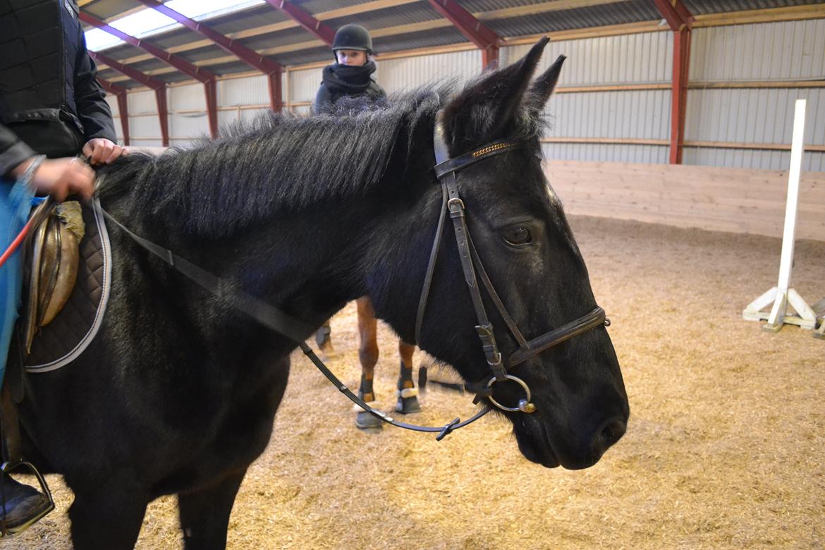 Dansk Varmblod little joke - op varemning til første springstevne billede 13