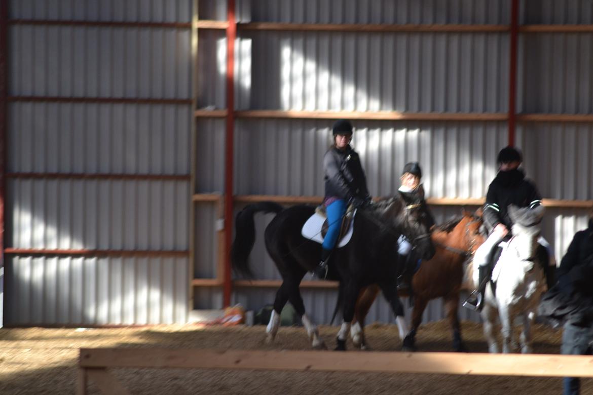 Dansk Varmblod little joke billede 11