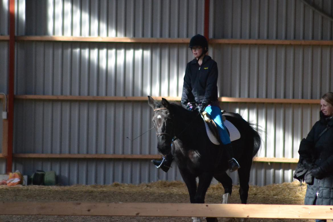 Dansk Varmblod little joke billede 12