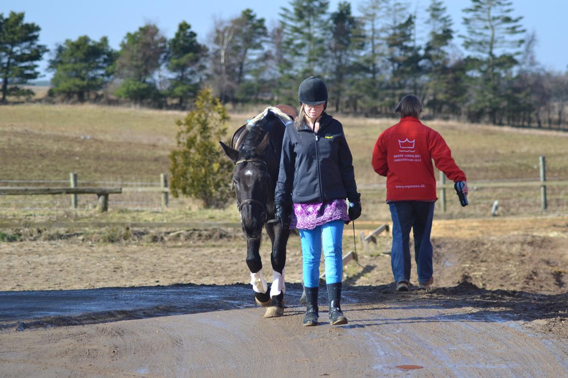 Dansk Varmblod little joke - efter stevne på vej op i boksen  billede 14