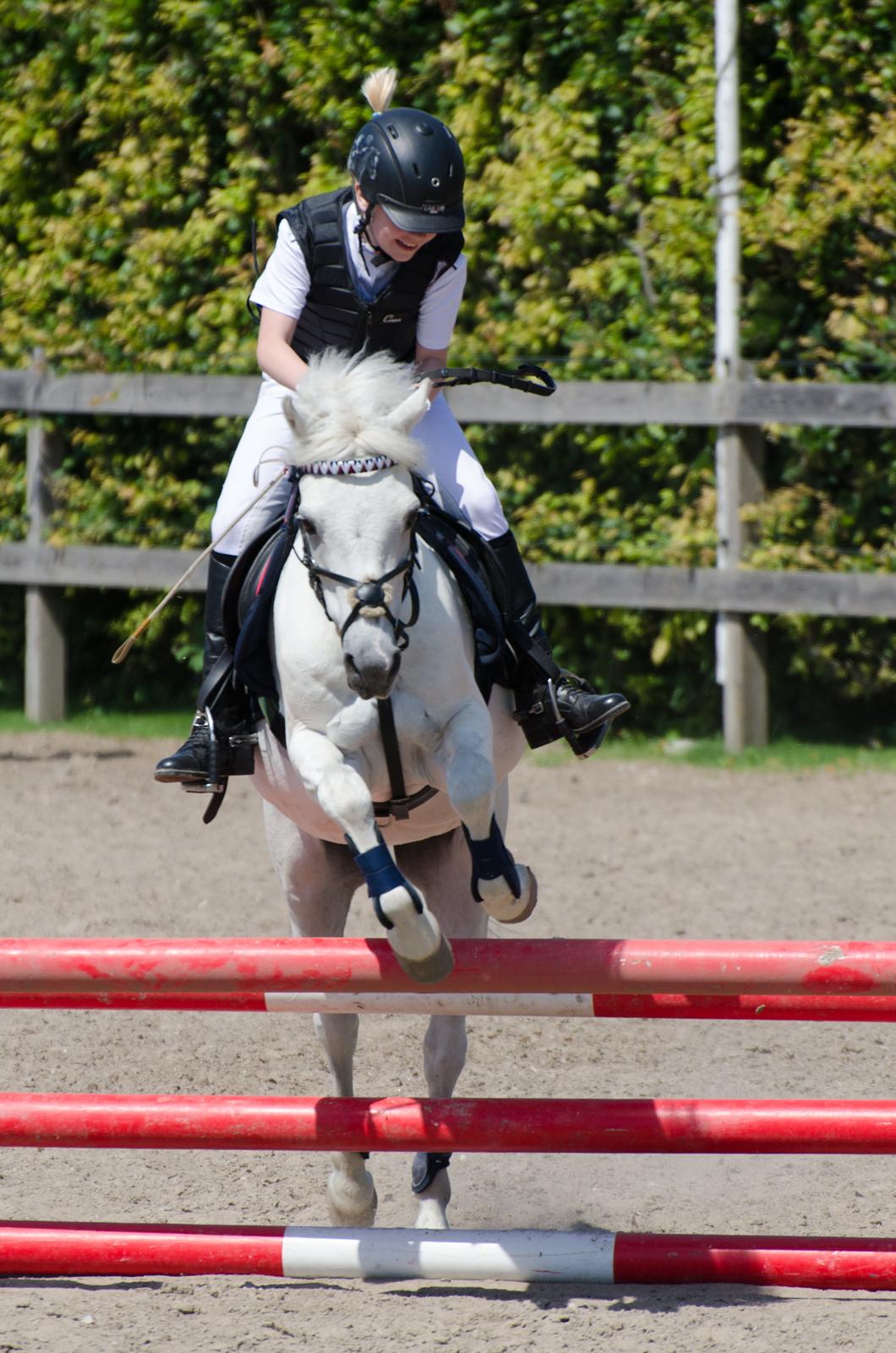 Welsh Pony (sec B) Fjordager Demsy - 70 cm sløjfespring på ØRK 6/7-13  billede 19