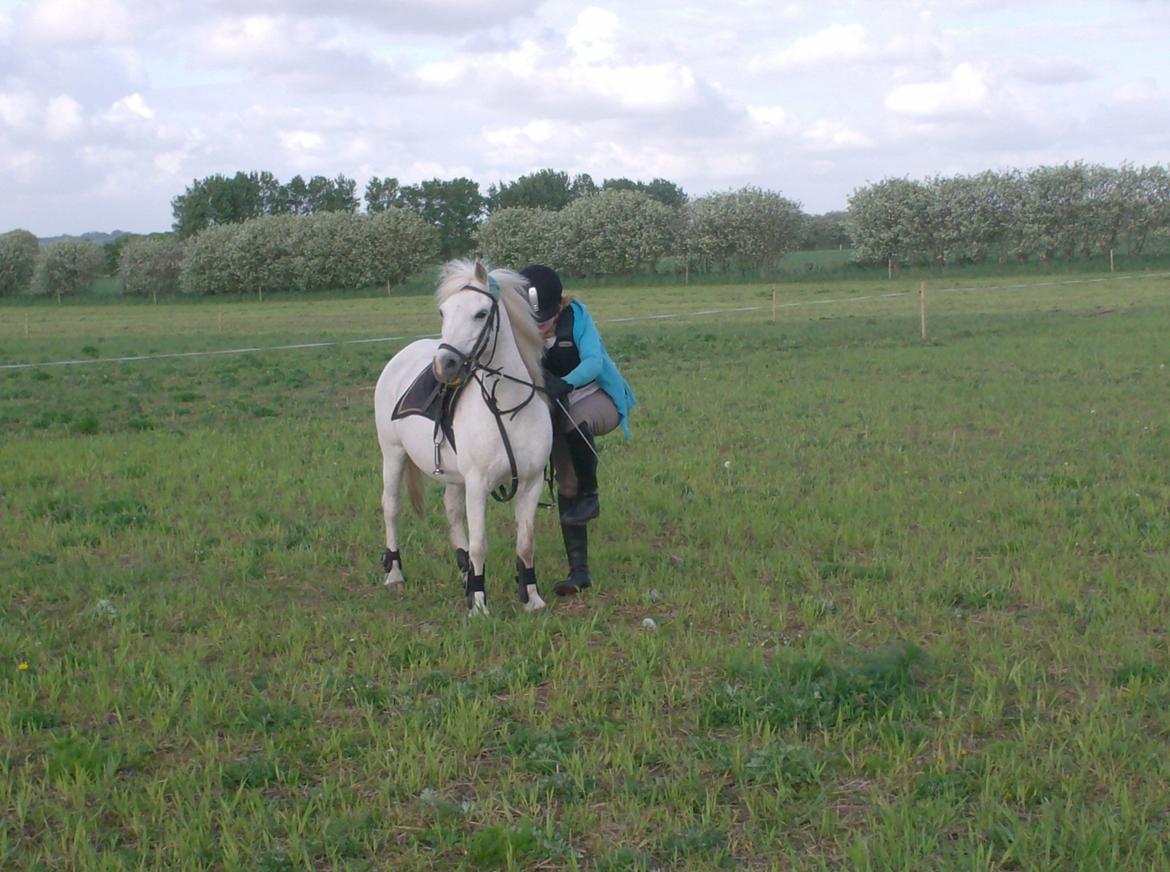 Welsh Mountain (sec A) Isabella Marijen aka geden - Flotte pony
Og hey jeg kan stå på 1 hæl :D billede 5