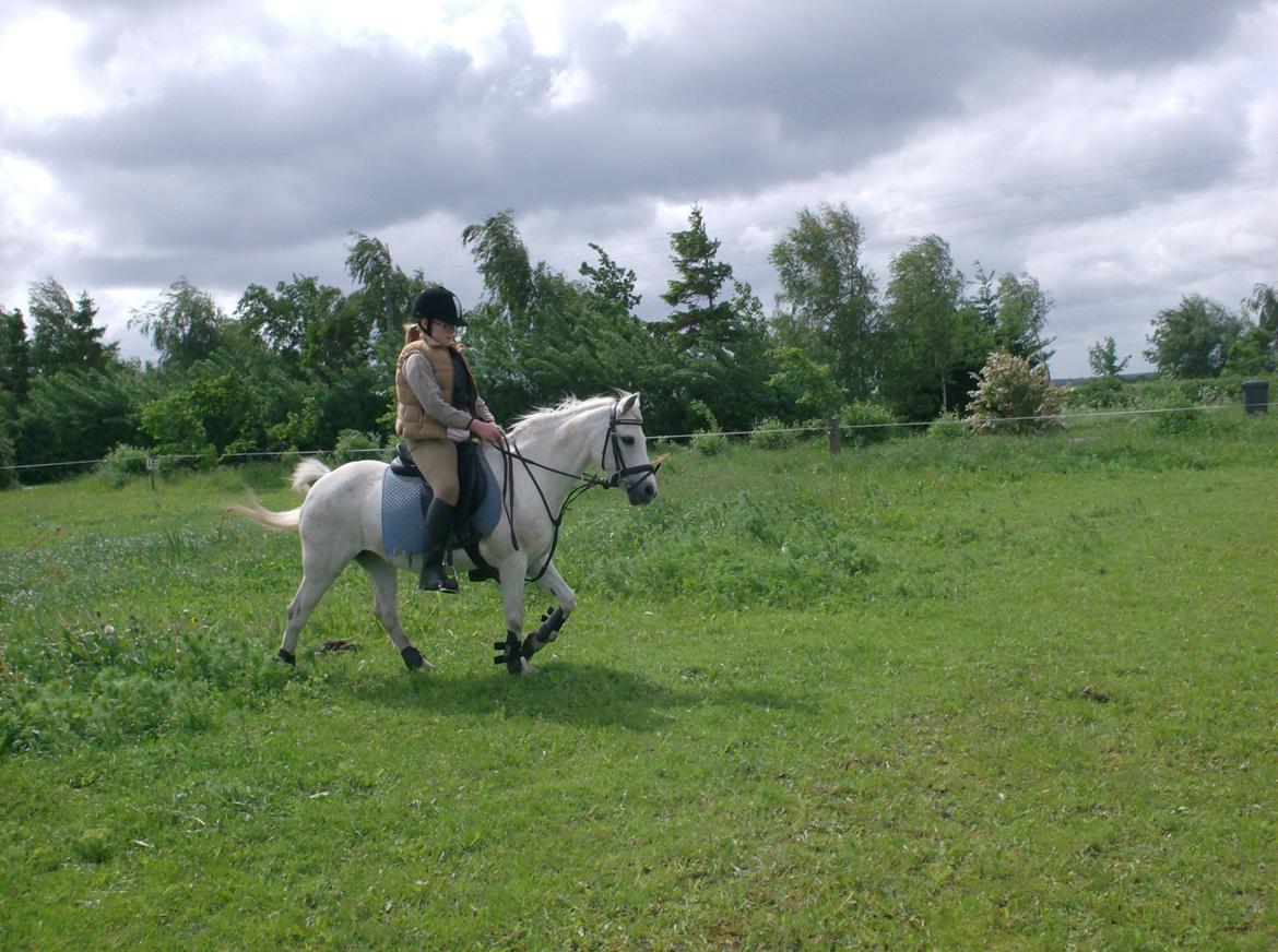 Welsh Mountain (sec A) Isabella Marijen aka geden - Skøn dag med en dejlig hest, en kusine og en veninde  billede 10