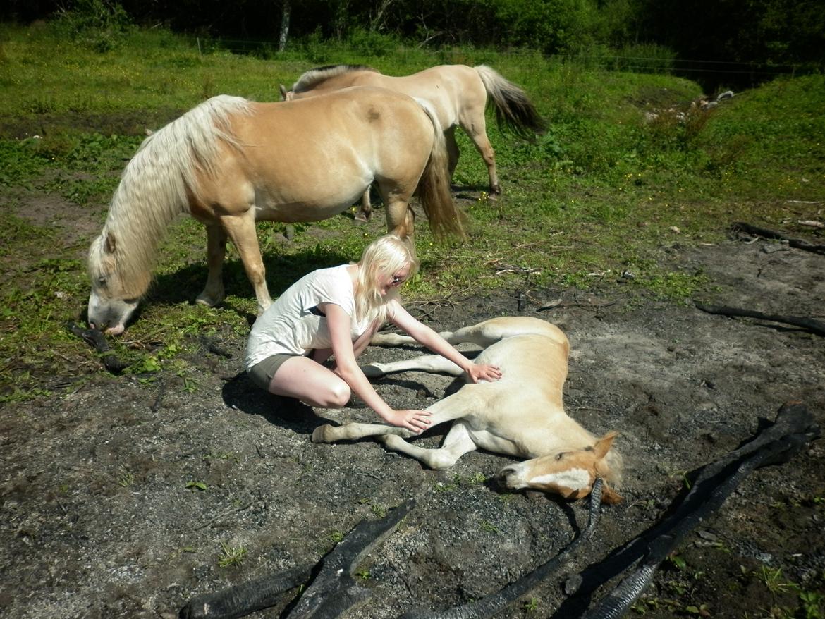 Anden særlig race Revsgaards Primo - Sover godt i askerester d. 6. juli 2013 billede 17