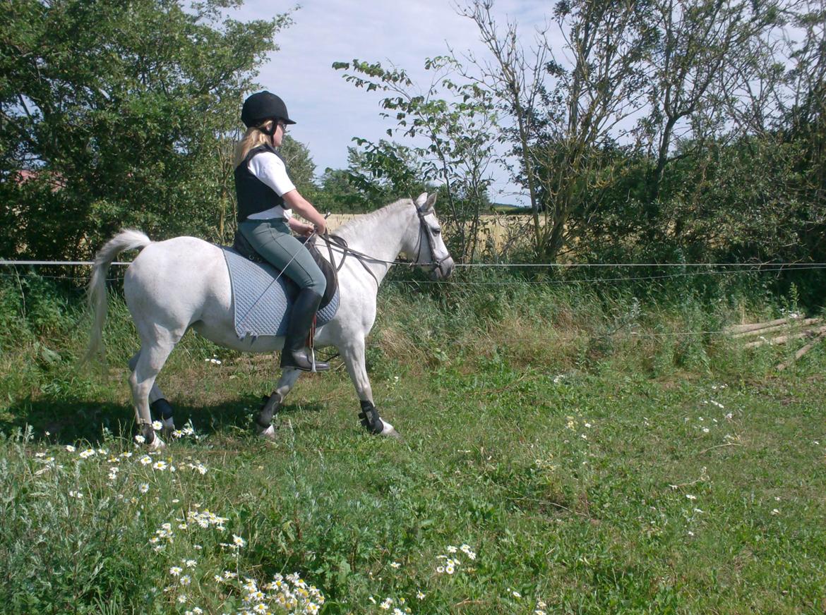Welsh Mountain (sec A) Isabella Marijen aka geden - Afslappet pony  billede 11
