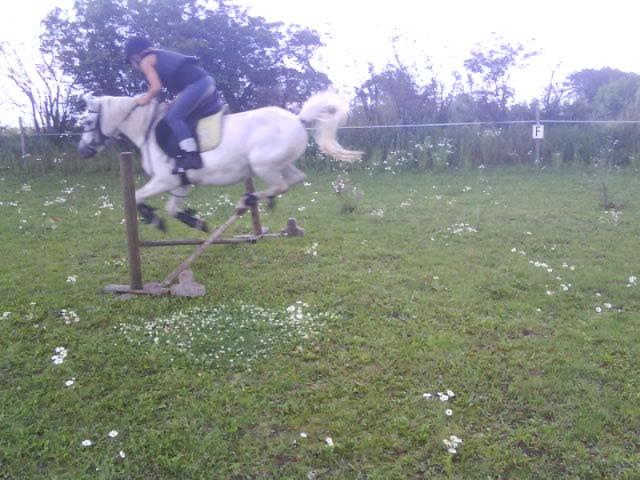Welsh Mountain (sec A) Isabella Marijen aka geden - Amanda og Isabella flyver  billede 12