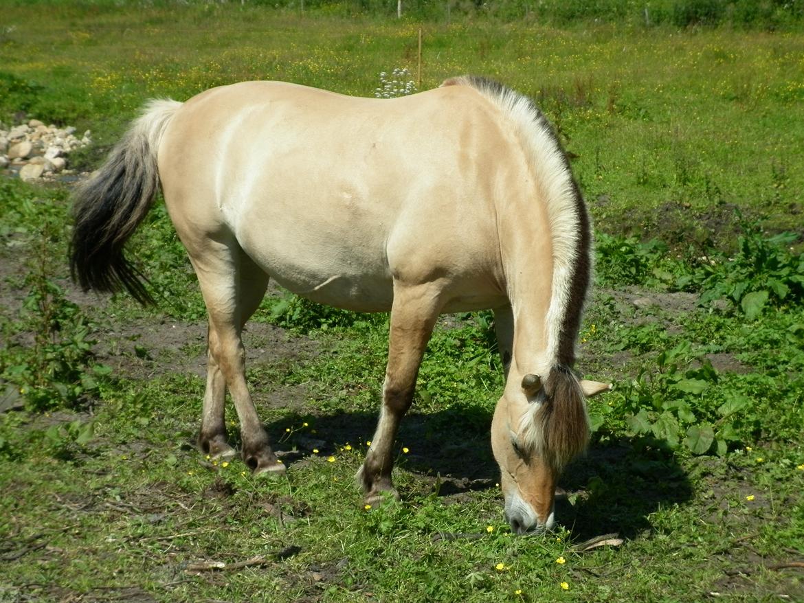 Fjordhest Frida af Ditlevgaarden aka Freitag - Tykke Frida d. 6. juli 2013 billede 9