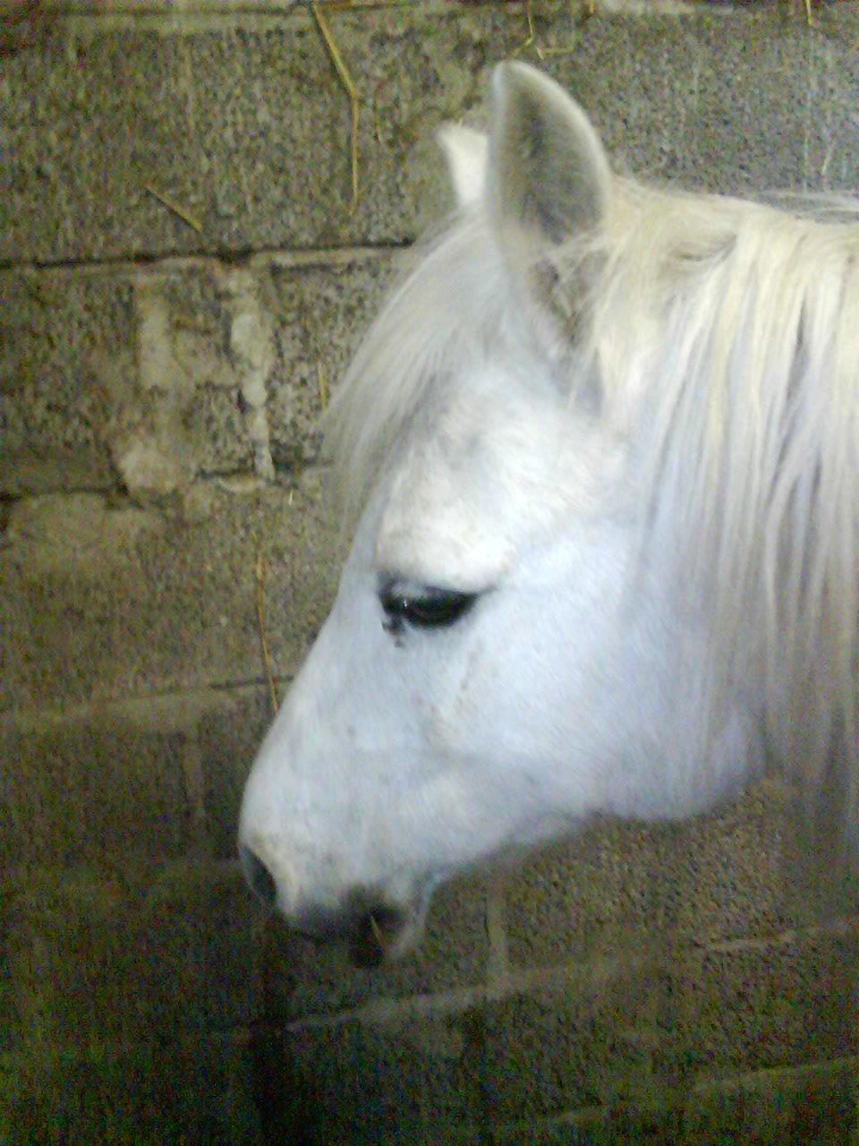 Welsh Mountain (sec A) Isabella Marijen aka geden - Smuk men træt pony der vil ud billede 18