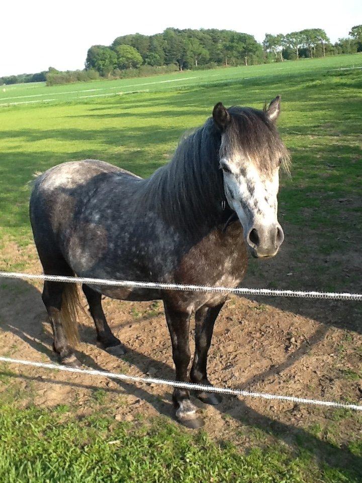 Anden særlig race Annabel billede 20