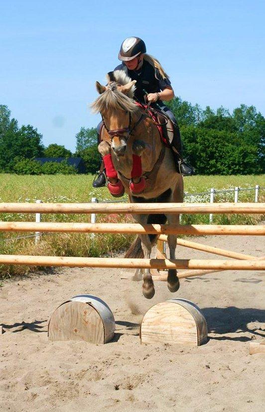 Fjordhest BG Gandalf (Fyns/klub mester!<3<3) :-* - Spring - 1.30 billede 1