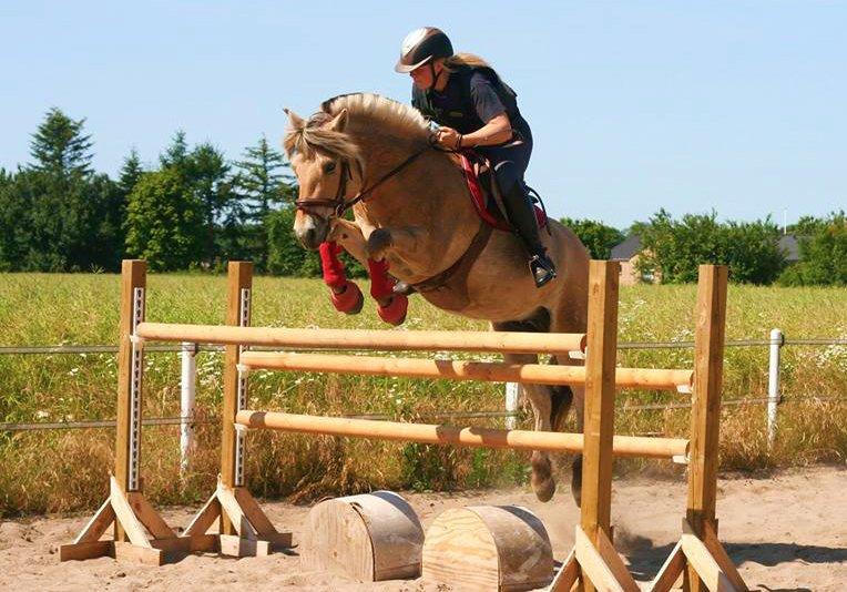 Fjordhest BG Gandalf (Fyns/klub mester!<3<3) :-* - Spring - 1.25. billede 9