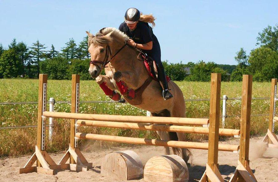 Fjordhest BG Gandalf (Fyns/klub mester!<3<3) :-* - Spring - 1.10-1.15 billede 20