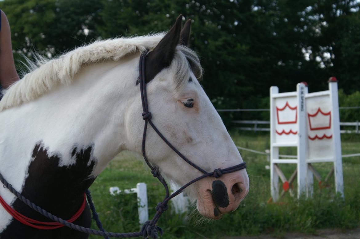 Tinker Tinka - Tykke :'D<3 - Fotoshoot! Juni 2013 :-)
Foto: Far. billede 6