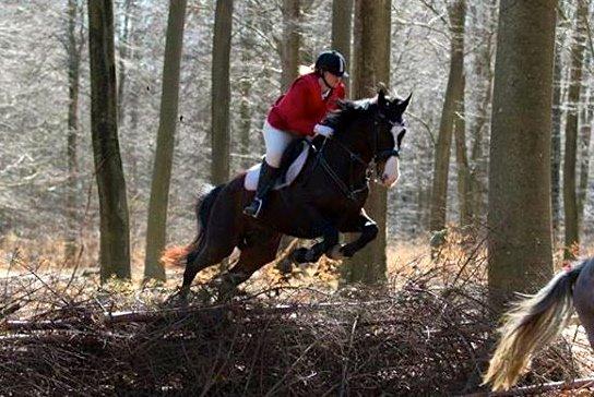 Dansk Varmblod Askemosegaards Ram Á Jean billede 4