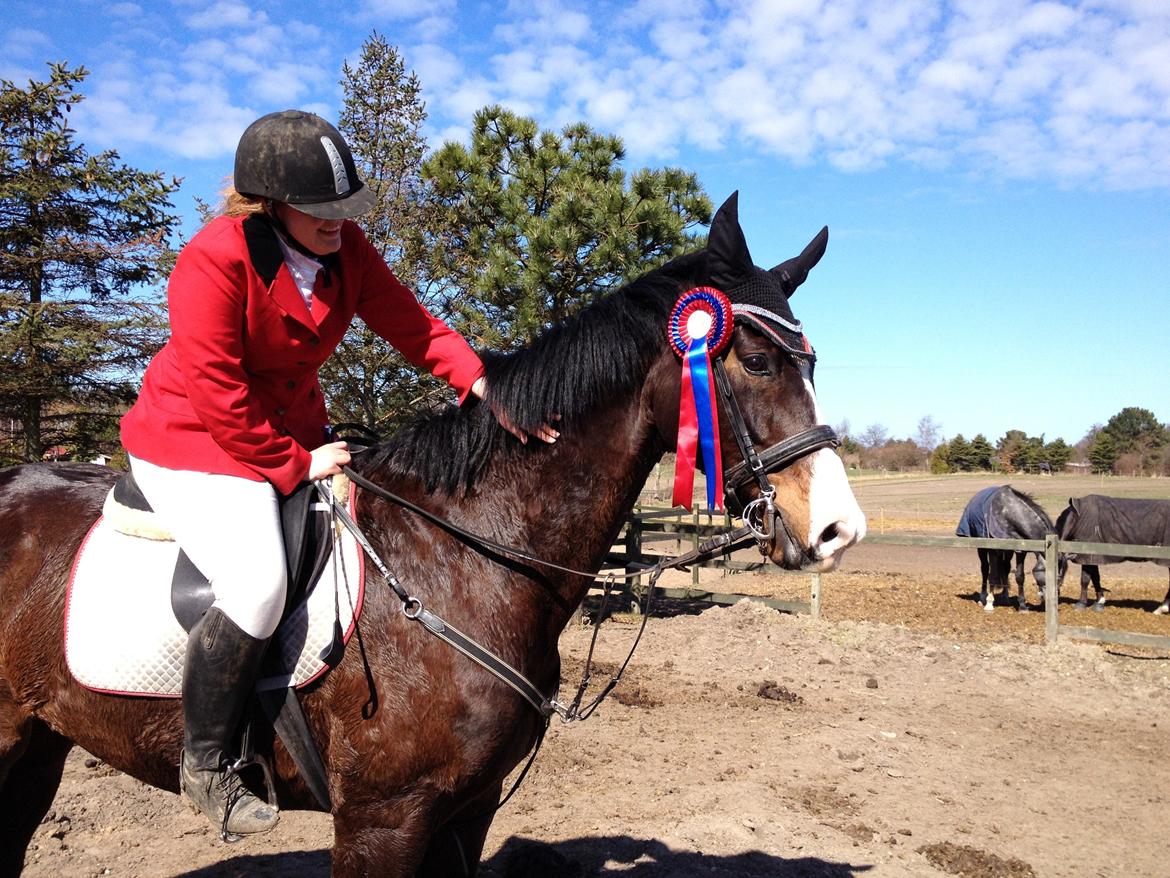 Dansk Varmblod Askemosegaards Ram Á Jean billede 12