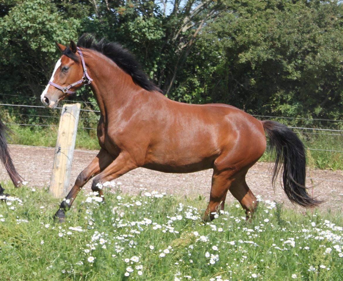 Dansk Varmblod Alby's Secret Sweetness billede 17