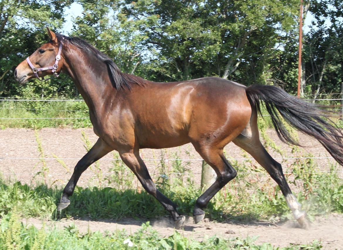 Dansk Varmblod Alby's Cocio billede 14