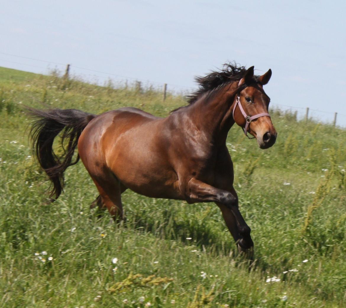 Dansk Varmblod Alby's Cocio billede 15