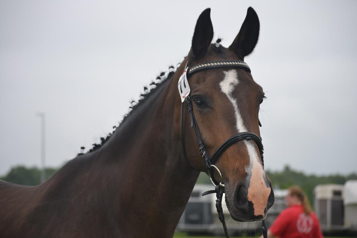 Oldenborg Bella Tisted - Landsskuet i Herning 2013 billede 2