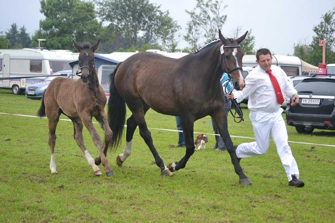 Oldenborg Bella Tisted - Landsskuet i Herning 2013 billede 20