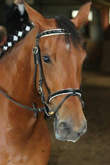 Anden særlig race *L*A*I*K*A* billede 8